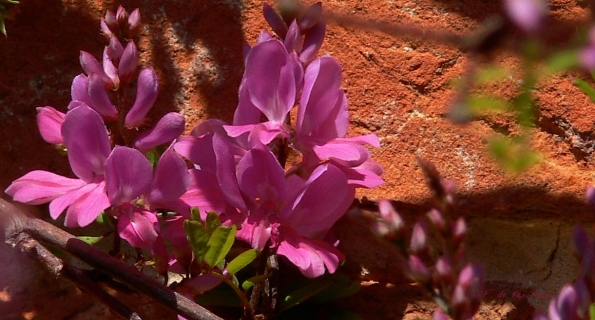 Bois des Moutiers (263) Mai 2012